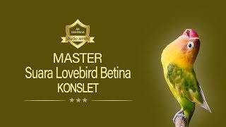 Master Lovebird Betina Konslet Aahobi Mania