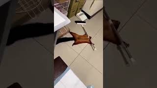 This Squirrel Faked His Own Death😂 #funny #animals