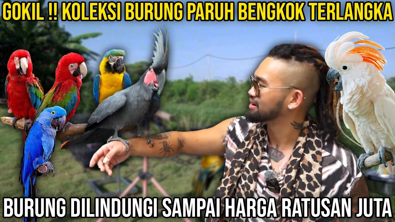 GOKIL!! KOLEKSI BURUNG PARUH BENGKOK TERLANGKA. BURUNG DILINDUNGI SAMPAI HARGA RATUSAN JUTA
