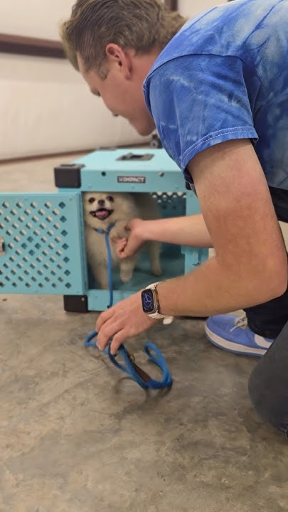 How To Stop Whining In Crate How to STOP whining in the CRATE⁉️🔕🐶 - YouTube