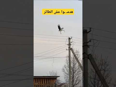 انظر ماذا فعلوا بعش طائر اللقلق