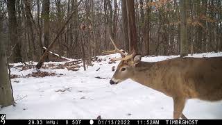 March 2022 PA Trail Cam Footage Browning Spec Ops Recon Force Whitetail Deer Buck Shed Antler