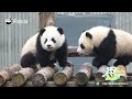 Little Panda VS Tree, Mom Has Its Back! | iPanda