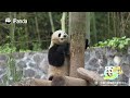 Little Panda VS Tree, Mom Has Its Back! | iPanda