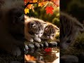 ミニチュア猫のどんぐり拾い🐈🌰Miniature cat picking up acorns #catasmr #cat #asmr
