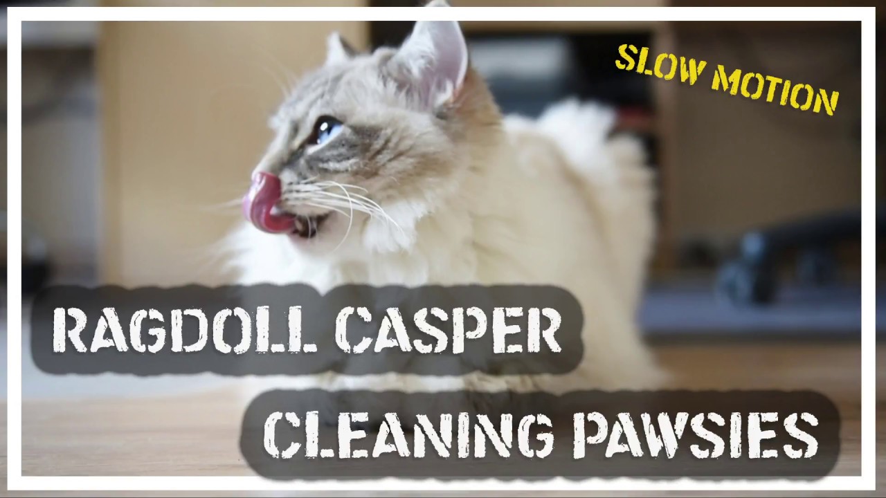 Casper Cat Meme