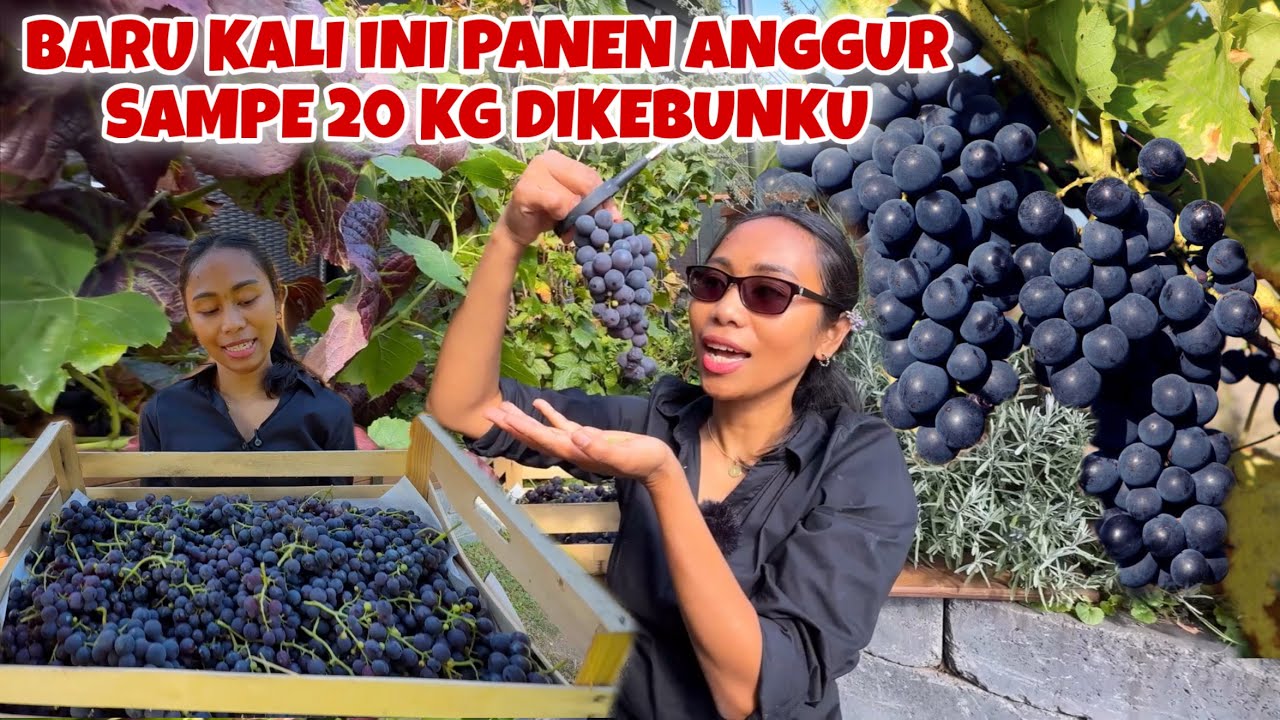 PANEN ANGGUR BIRU TERBANYAK SAMPE 20 KG DI KEBUNKU