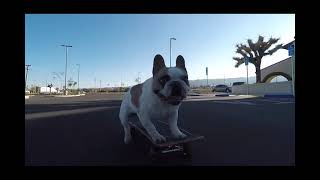 Stella Skateboarding 2 by Omar von Muller 294 views 3 weeks ago 17 seconds