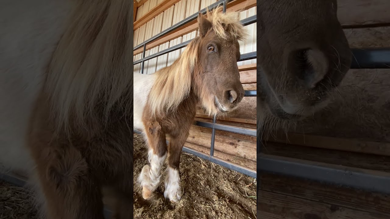 Mini Horse With Mangled Hooves Rescued OFF THE STREETS Of Oklahoma After Wandering Without Care