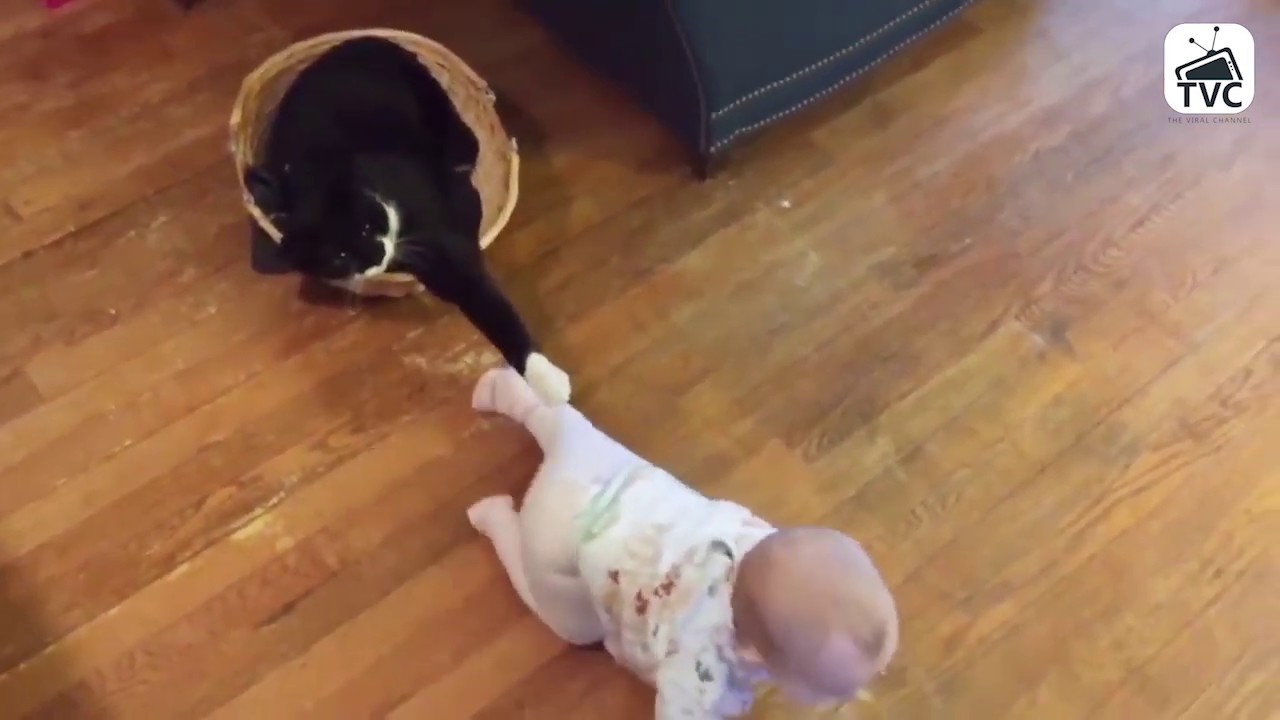 Funny Cats - Funniest Cats Videos Compilation 2019