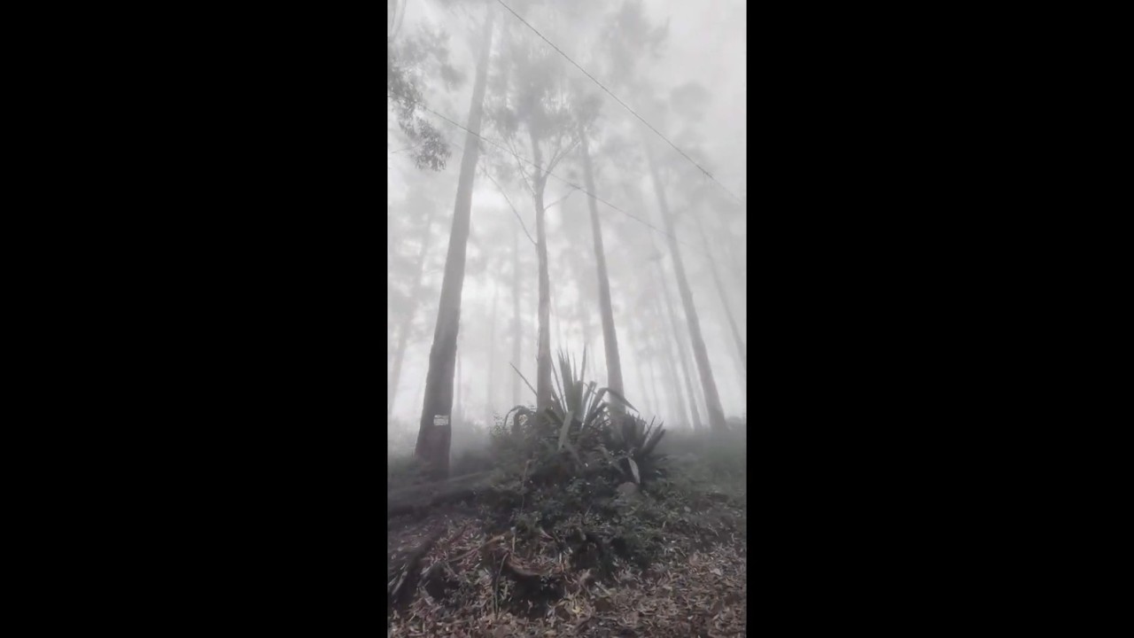 Misty roads, magic moments❄️ 