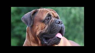 Top 10 Strongest Dogs In The World Most Powerful Dogs In The World