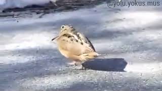 Yarım gorani oynayan kuş besnili