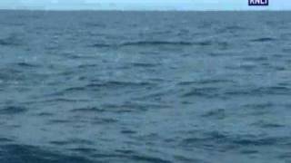 Dolphins accompany the Lyme Regis RNLI lifeboat crew on rescue