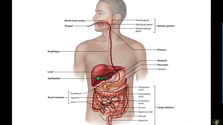 Human A&P II: Digestive Overview