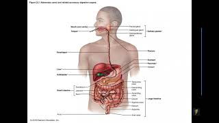 Human A&P II: Digestive Overview