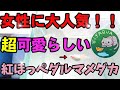 女性に大人気メダカ！超可愛らしい紅ほっぺダルマメダカ【トップクラスの美人】白透明鱗ダルマ.女雛！安らぎAQUAちゃんねる.手に入りにくい？