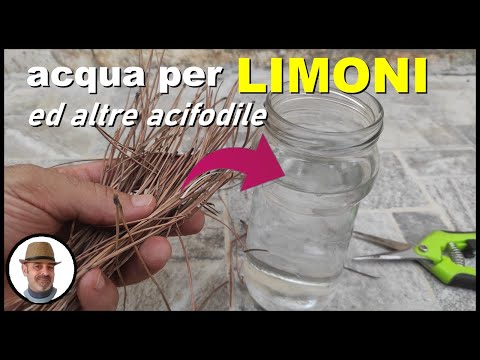 Acqua acidificata agli aghi di pino per annaffiare LIMONI e fiori acidofili