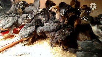 Tu Qaib:Lub Caij Ntuj No Loj Zoo Dua, Caij Ntuj Sov