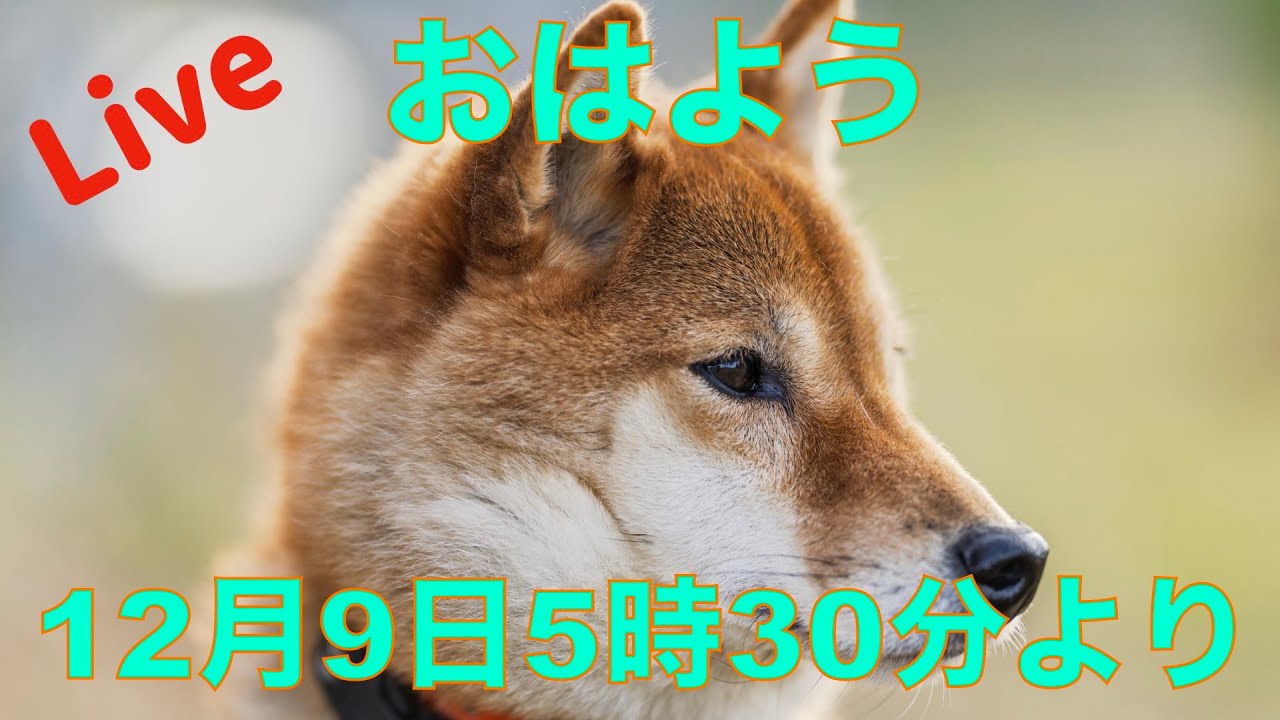 柴犬 巧くん追悼ライブ12月9日5時30分より配信 - YouTube