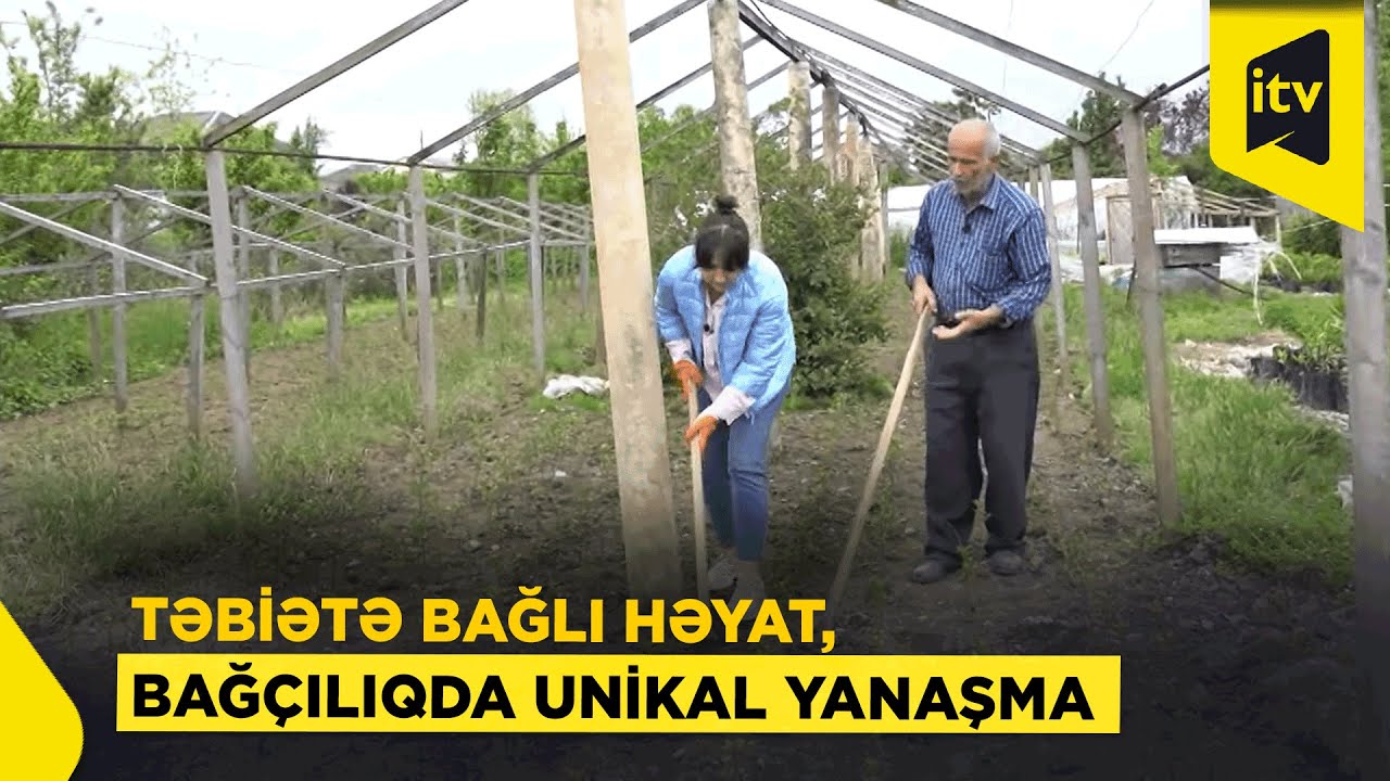 “Lənkəranlı Micurin” Barlı bağda!