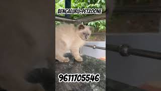 Himalayan kitten Blue Eyes available 💙 #homecat #lifeisbutadream #youtubevideo #subscribe