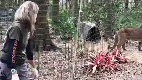 Video 4535011: big cat rescue, big cats wild