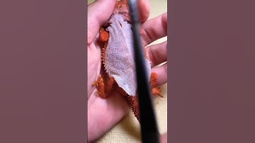 OmG 😰 Dragon #shortvideo #asmr #dragon #lizard #chameleon #viralvideo #skincare #omg #shorts