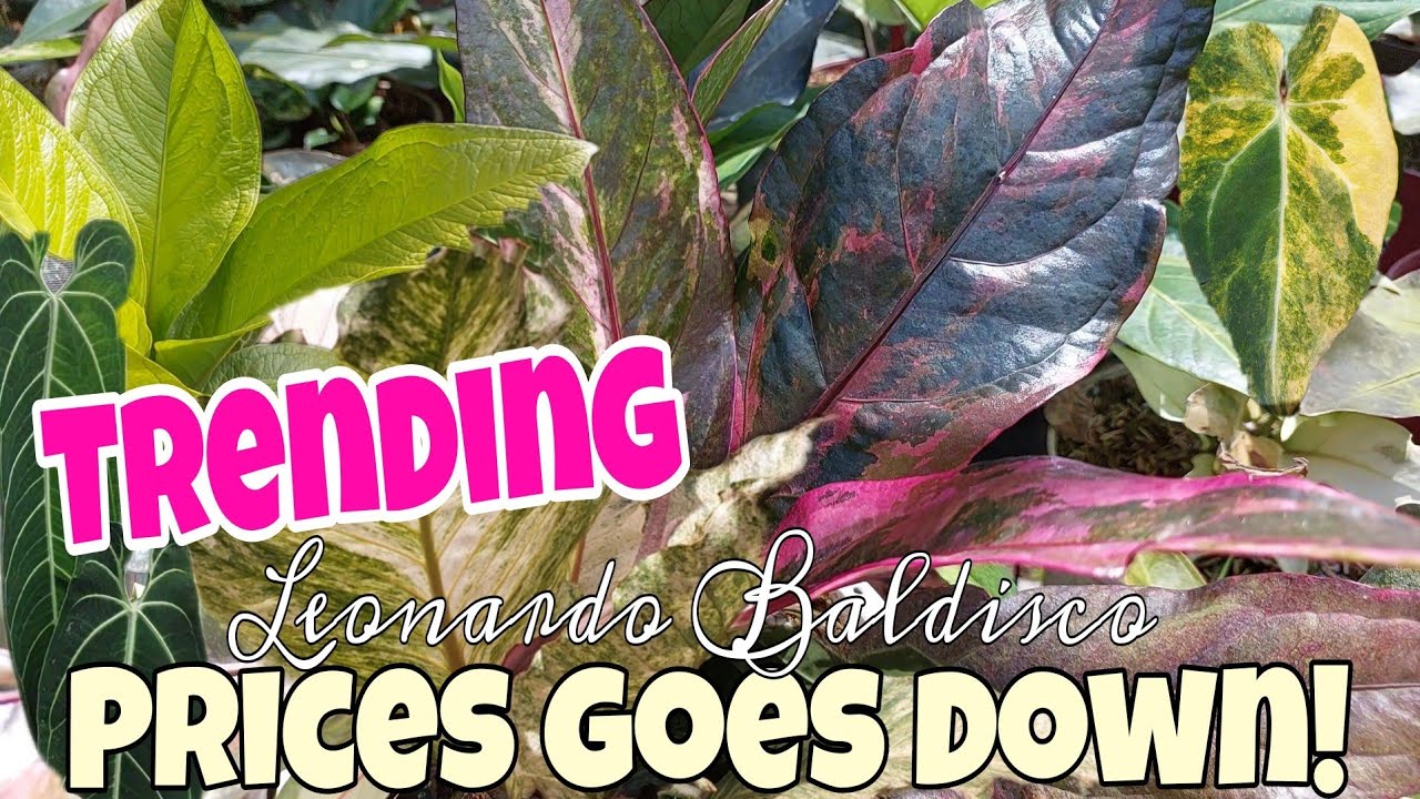 Anthurium Foliage and Different Varieties sa Da Green Garden with Prices Watch till the end #sale