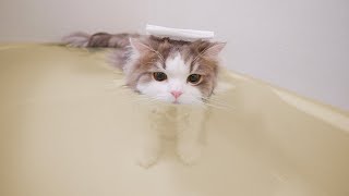 お風呂が好きすぎて自ら湯船に入る猫。気持ち良すぎて放心状態に...笑