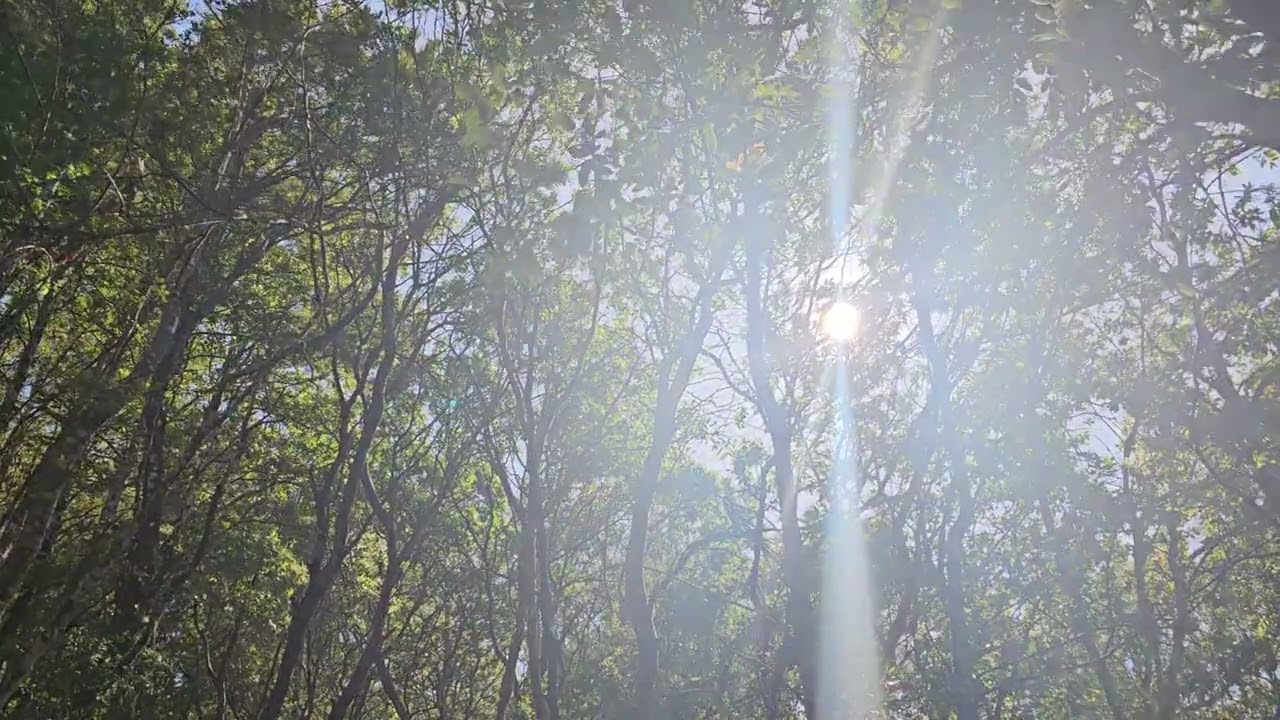 City View Trail, Low Gap Park in Ukiah, California ~ Friday June 2, 2023