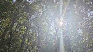 City View Trail, Low Gap Park in Ukiah, California ~ Friday June 2, 2023