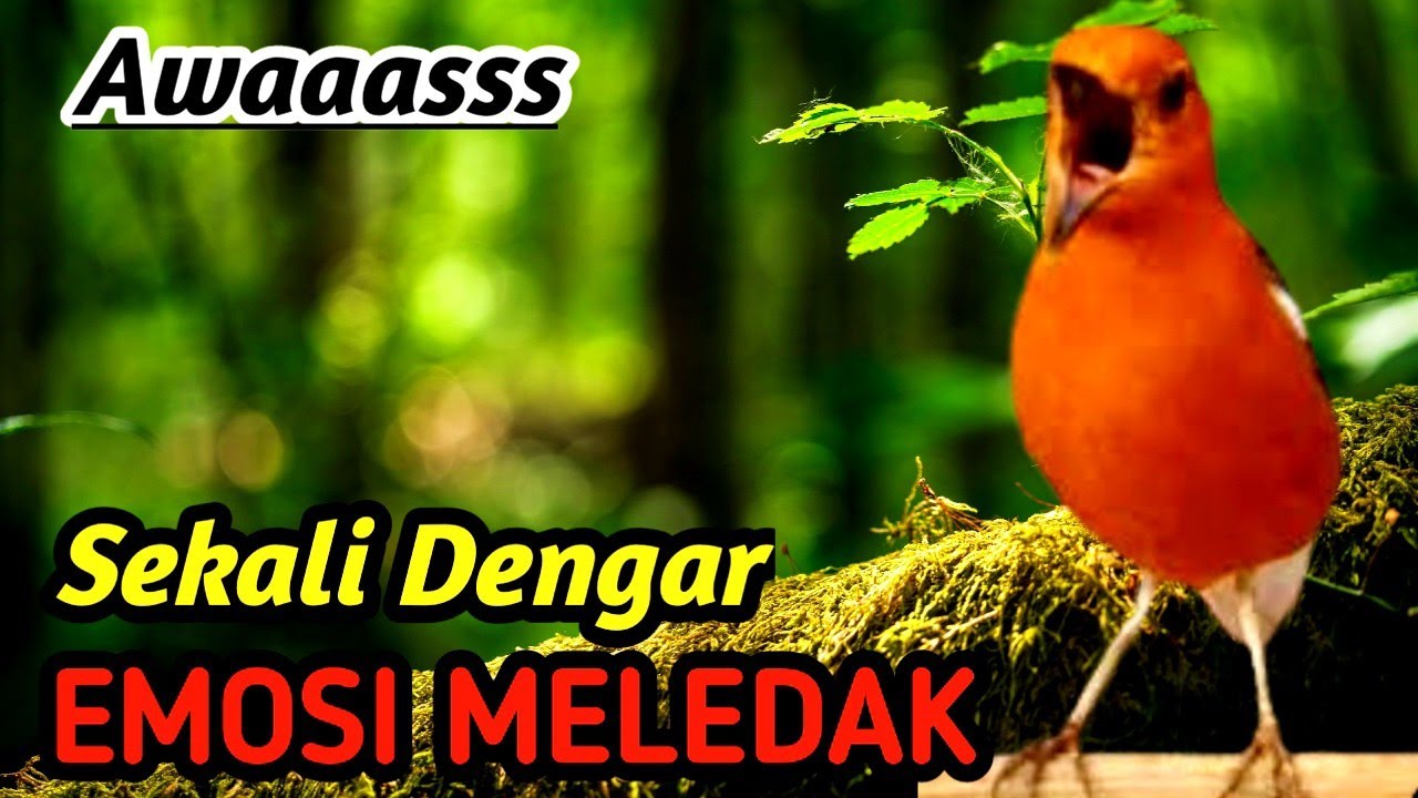 Daily Therapy Anis Merah | Relaxing River Sound for Gacor Bird