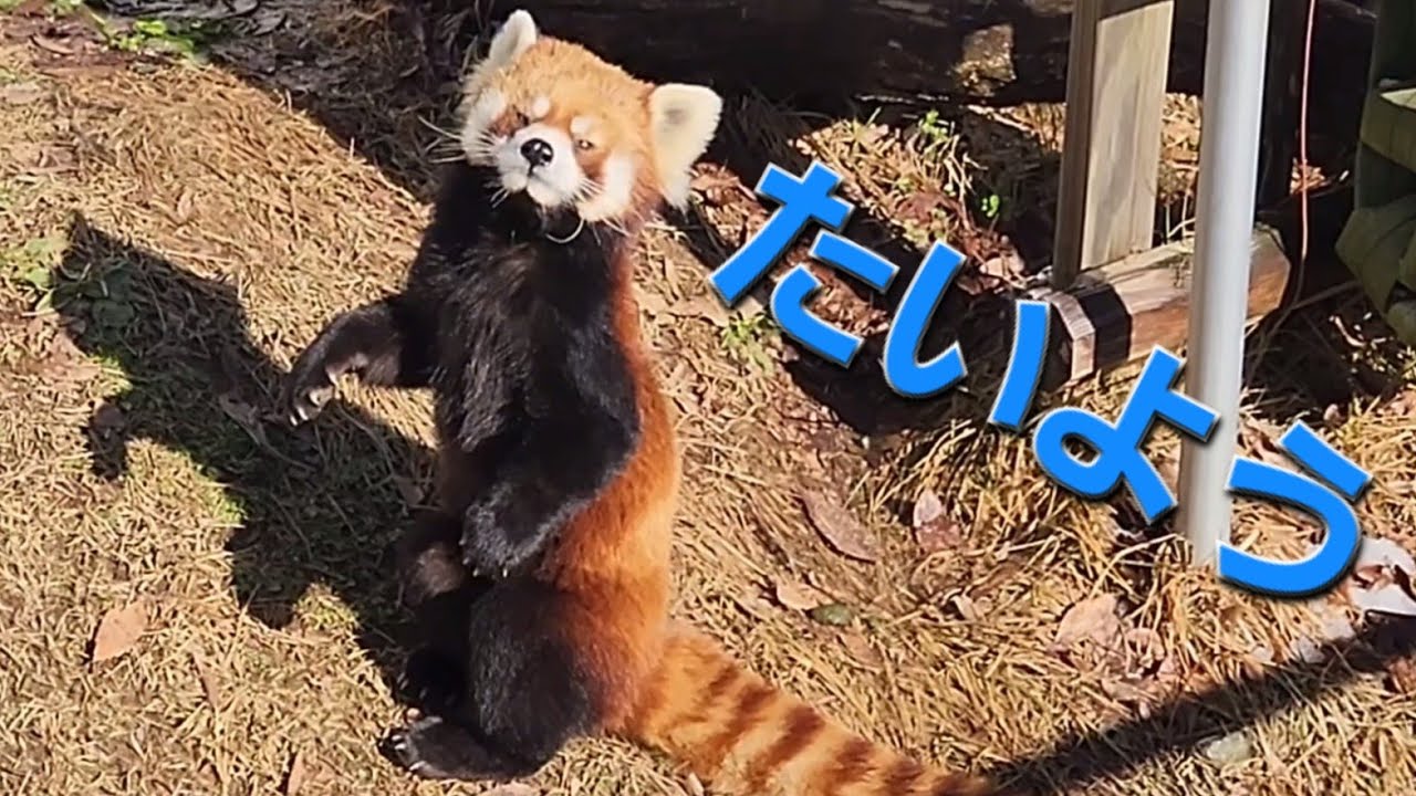 Sun Rise レッサーパンダ タイヨウ♡ 太陽に輝く男☀️ #タイヨウ #レッサーパンダ #redpanda