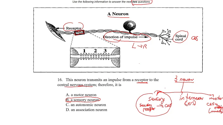 Direction of Nerve Impulse Biology 30 Diploma Prac...