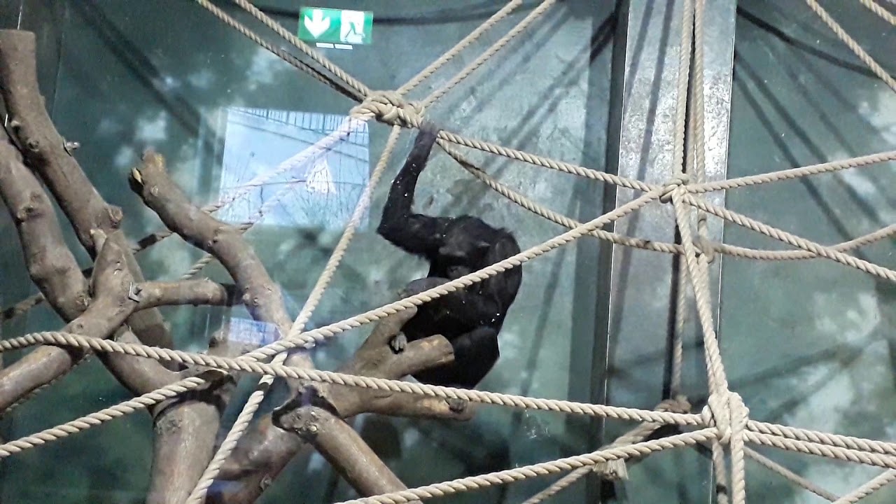 Euro on the Climbing frame holding the rope inside at the Welsh ...