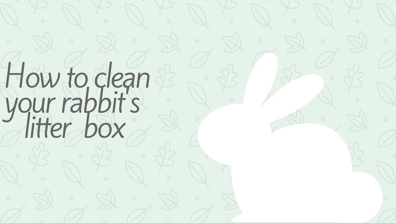 How to clean your rabbits litter box 🐰 YouTube