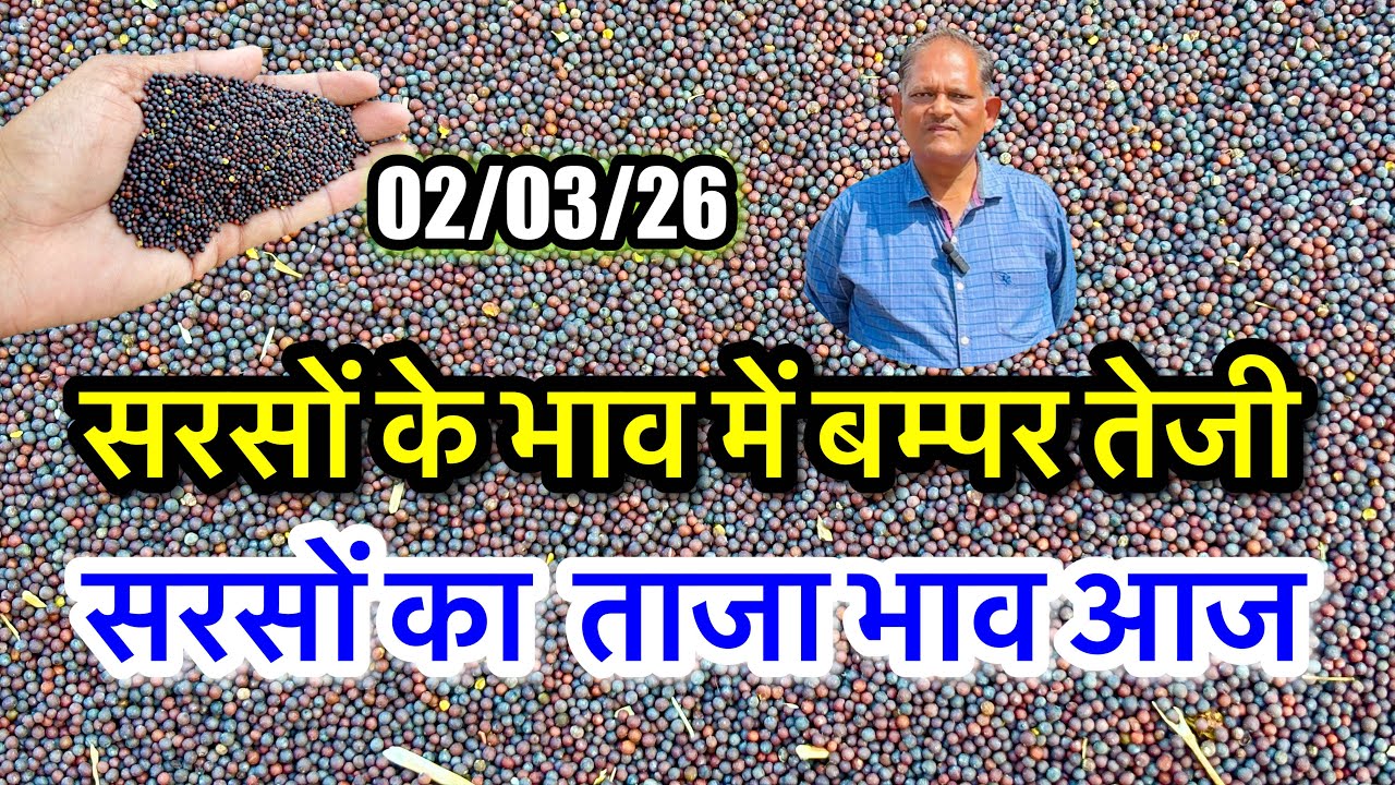 नई सरसों का ताजा भाव आज का अलवर मंडी! सरसों के भाव में आया जोरदार उछाल देखें भाव, #sarso_ka_bhav ||