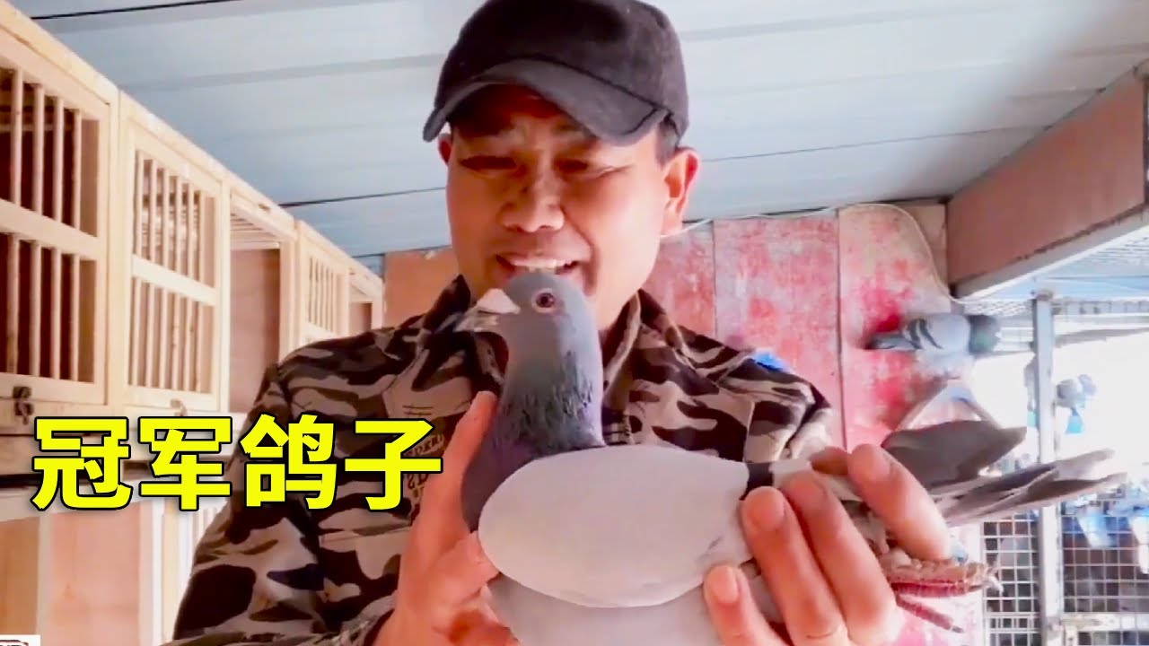 500公里比赛喜讯！农村大叔家的鸽子惊喜夺冠，越飞越快！【农村达叔】