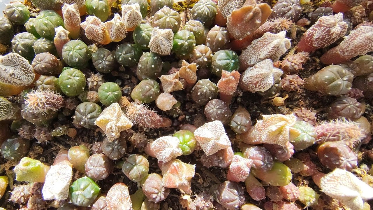 COMO GERMINAR SEMENTES DE CACTOS. PROCESSO COMPLETO, POLINIZAÇÃO, ESTUFAS E BANCÁRIOS 💚🌵