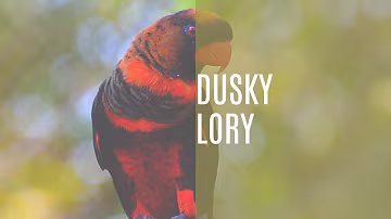 The Dusky Lory: A Bird of Vibrant Personality
