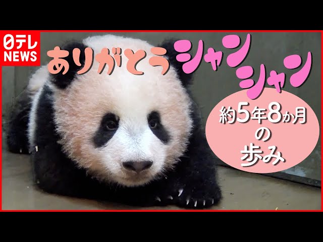 Thank you Xiang Xiang] Return to China: A journey of 5 years and 8