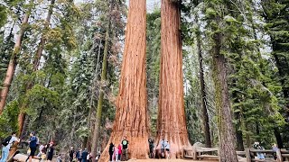 Exploring the Sequoia and Kings Canyon National Parks