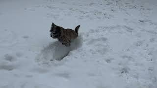 Sprout the Cairn Terrier Plays in the Snow by Sprout The Cairn Terrier 2,273 views 2 years ago 2 minutes, 37 seconds