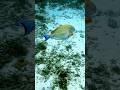 His creation amaze me #hawaii #blessed #worship #ocean #miracle #travel #youtubeshorts