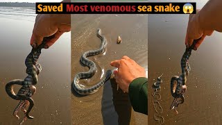 Saving Stranded Most Venomous Sea Snake by pets swag 27,449 views 1 month ago 1 minute, 8 seconds
