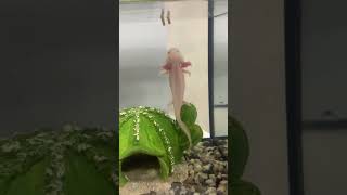 Аксолотль Лилу #аксолотль #амфибия #питомец