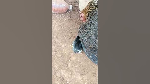 Xov xwm me nyuam qaib muaj 4 sab kos taw nb