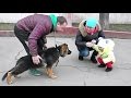 Социализация Джесси. Щенок Немецкой овчарки 3,5 мес. Socialization of German Shepherd puppy.