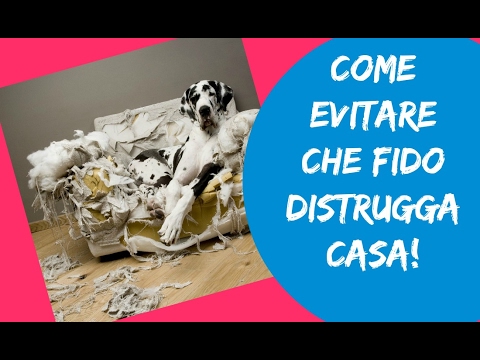 Come Lasciare Il Cane A Casa Da Solo Ed Evitare Che Pianga